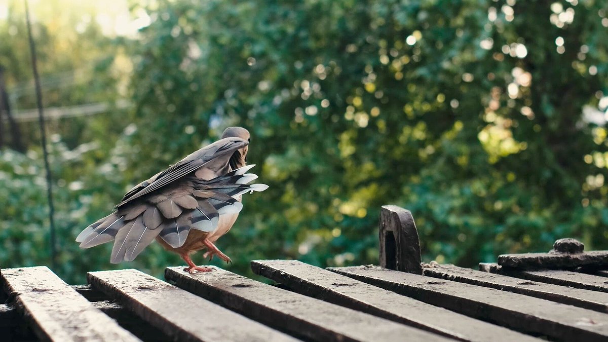 NYCSDFF's tweet image. Join us on Sunday, November 3, 2024, at The Producers Club in NYC for an unforgettable journey of storytelling! 🕊️🎞️

✨ Film: Bird Feeder

Don't miss this touching film about hope and new beginnings!

👉 Get your tickets: buff.ly/3EUOBLI