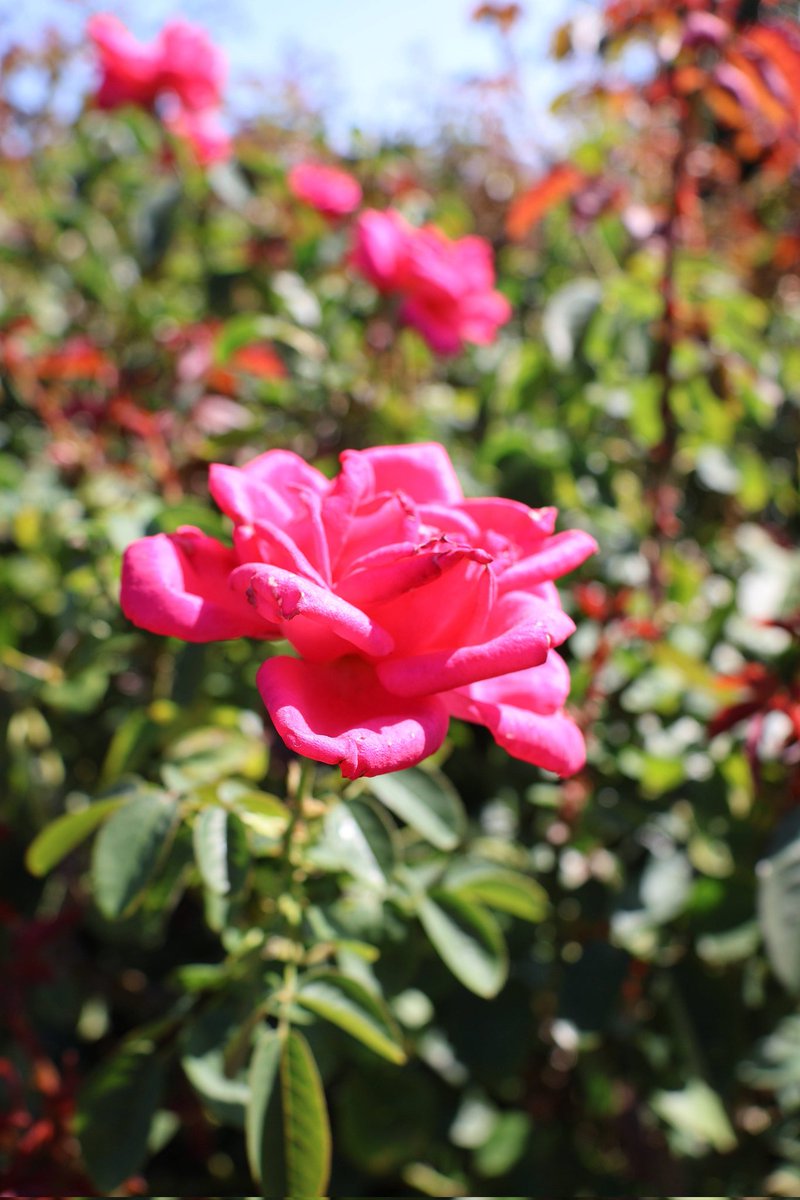 kazuophoto (@kazuophoto164) on Twitter photo 