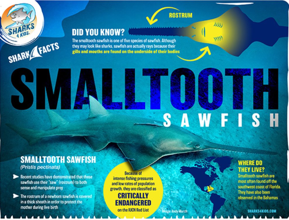 #InternationalSawFishDay

Although they may look like sharks, sawfish are actually rays because their gills and mouths are found on the underside of their bodies.

sharks4kids.com/elasmobranch-f…

Photo: @bigfishexpeditions
Design: @brianbucklesartwork