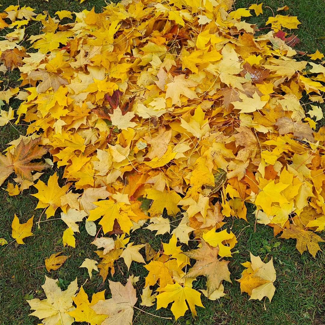 thememma's tweet image. Syyslomalla 💛🧡🍁 #autumn #holiday #timetorelax