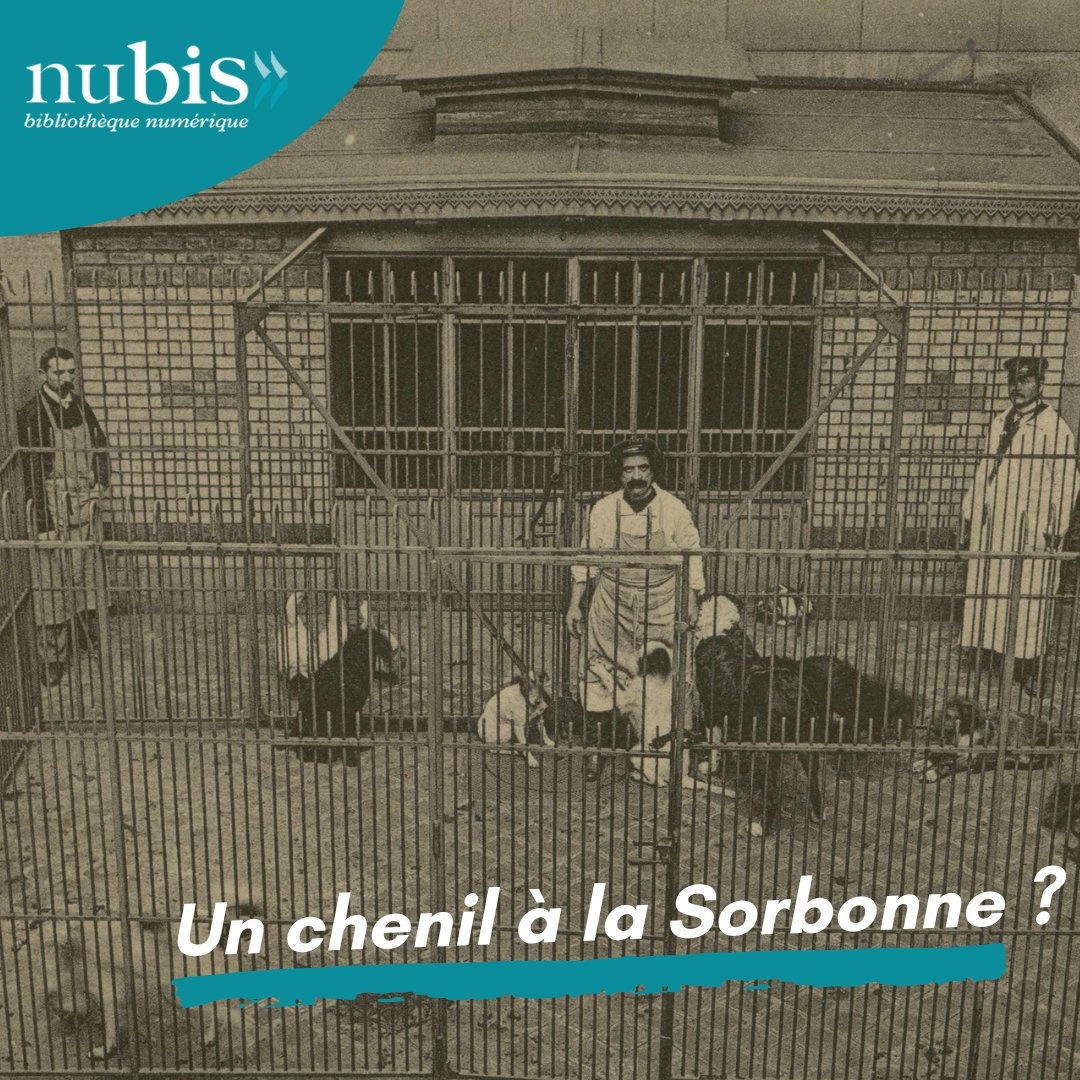 BIS_sorbonne's tweet photo. #NuBIS Saviez-vous que la Sorbonne disposait d’un chenil au début du XXe siècle ❓ C’est ce que nous montre cette photographie de 1906, conservée par la BIS. 1/2
➡️ https://t.co/1n2E5141xD
#BIS #sorbonne #chien #chenil #animaux #université #medecine #physiologie #anatomie https://t.co/R2l1LmDPra