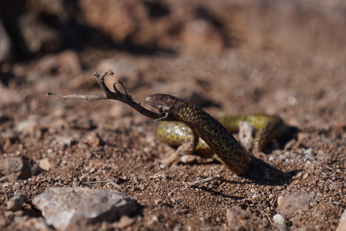oapngob's tweet photo. Hoy os presentamos a la culebrilla mora 🐍

🤓Esta peculiar especie se encuentra exclusivamente al norte de África y... ¡también en nuestras Islas Chafarinas!

Allí, un equipo del Museo Nacional de Ciencias Naturales monitoriza cada año su estado de conservación 🔍 https://t.co/urHDGVCJVC