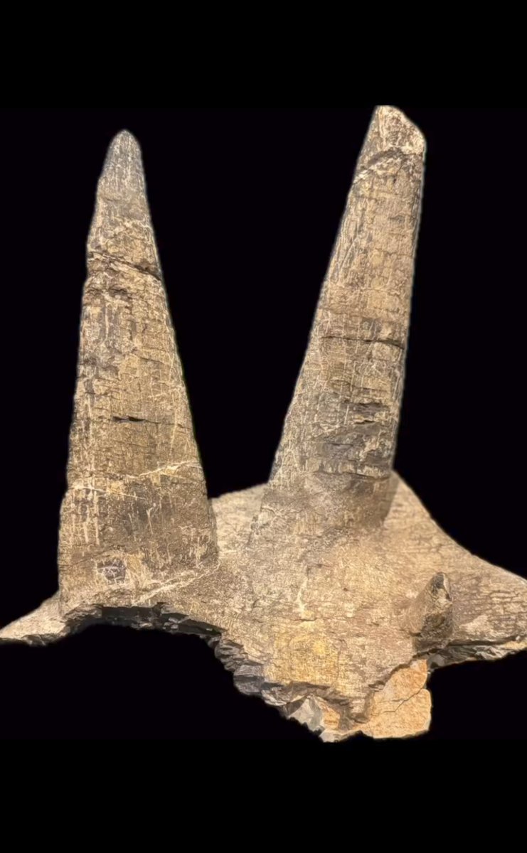 Brontops tweet media