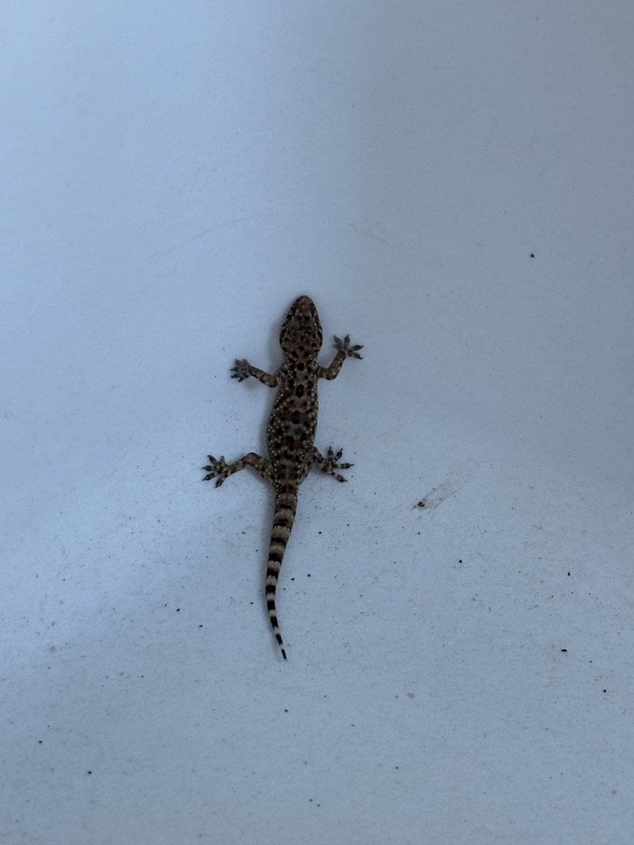 Ope…morning gecko blessings to you all! Finally found out, this is a Turkish Geko! ✌🏻