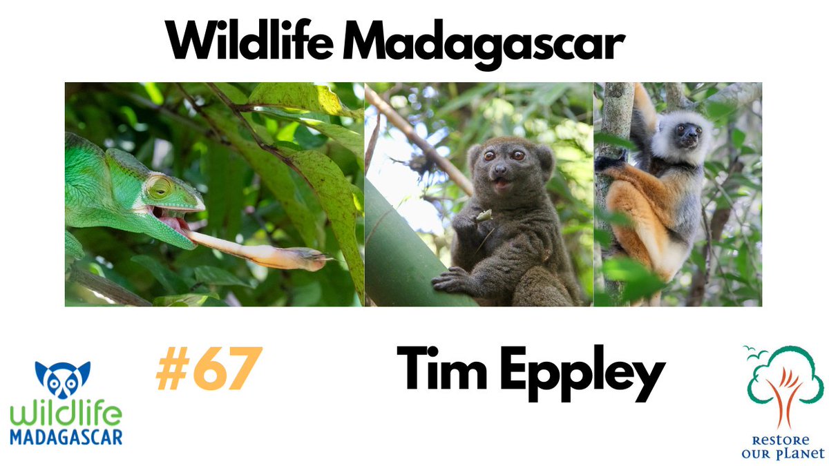 We are joined by Wildlife Madagascar on their work: #education, #advocacy and #ecotourism.

Watch: youtube.com/watch?v=fbgcVY…
Listen: rss.com/podcasts/resto…

#Madagascar #Lemurs #Ecotourism #WildlifeMadagascar #RestoreOurPlanetPodcast #RestoreOurPlanet