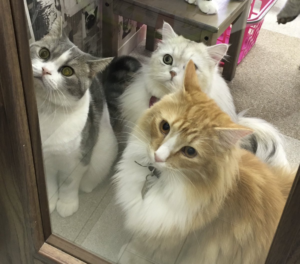 猫カフェmfmf/横浜駅 tweet media