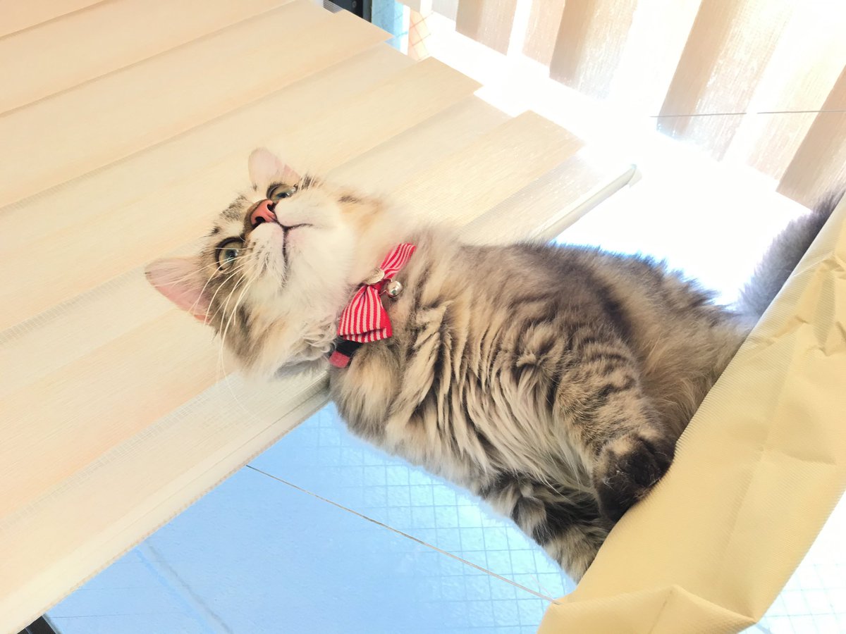 猫カフェmfmf/横浜駅 tweet media