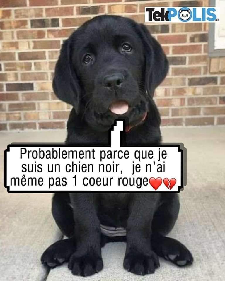 Planimaux tweet media