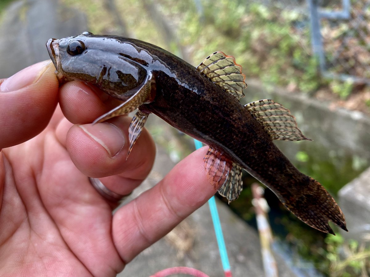 モンマジ tweet media