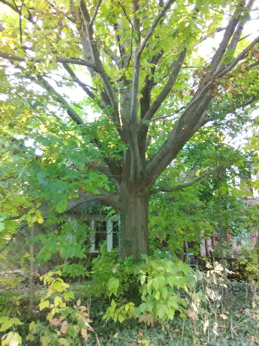 Scott Simpson -- Remedies Online Counseling 🏳️‍🌈 tweet media