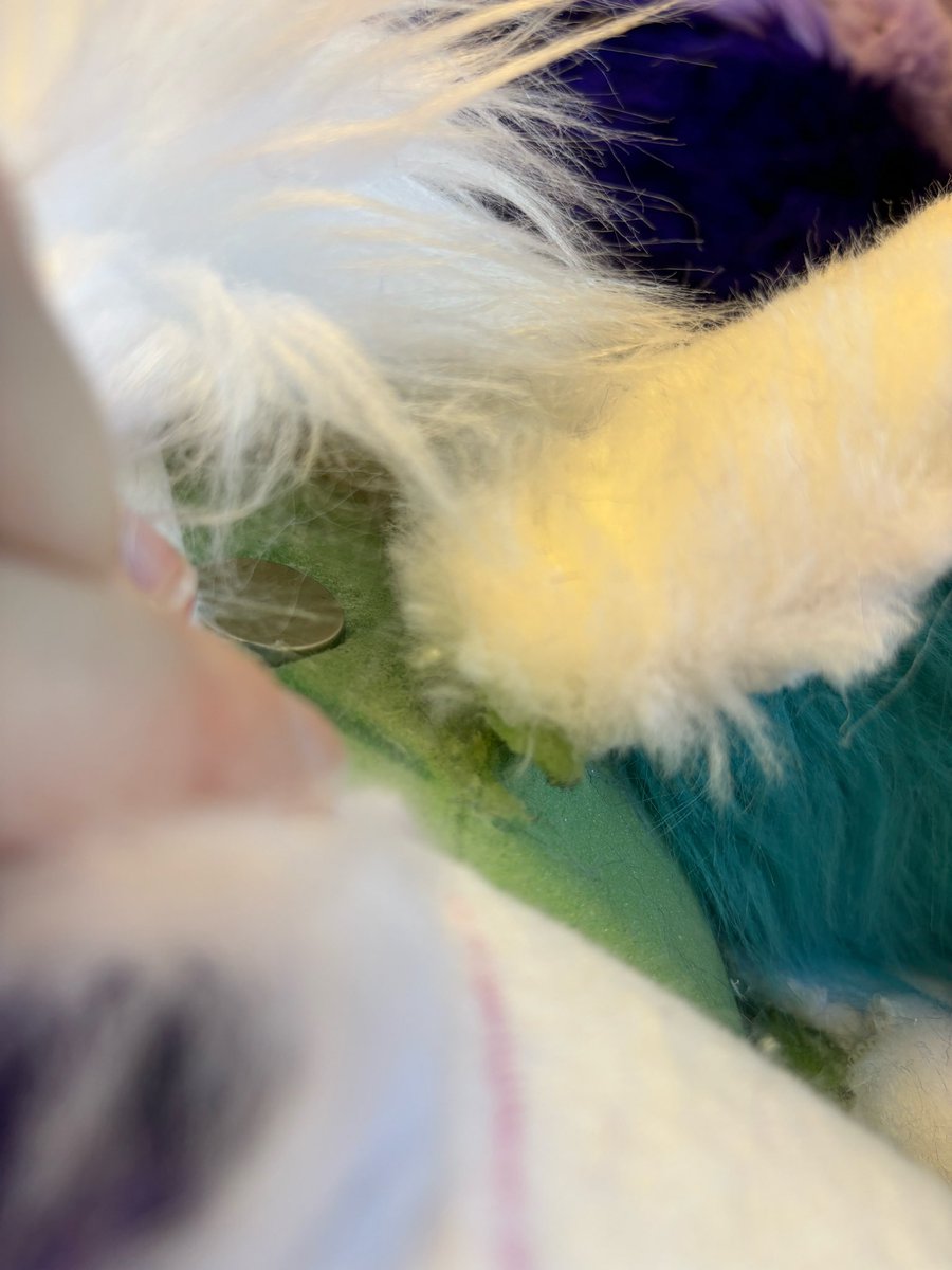 saffronsonata's tweet photo. I haven’t finished my review but here’s the photos on the day I received my suit (the day I was leaving for a convention)

The ears arrived ripped at the base, and when I told my maker this, they admitted that they grabbed the suit head by the ears https://t.co/fUAiTF2WjG