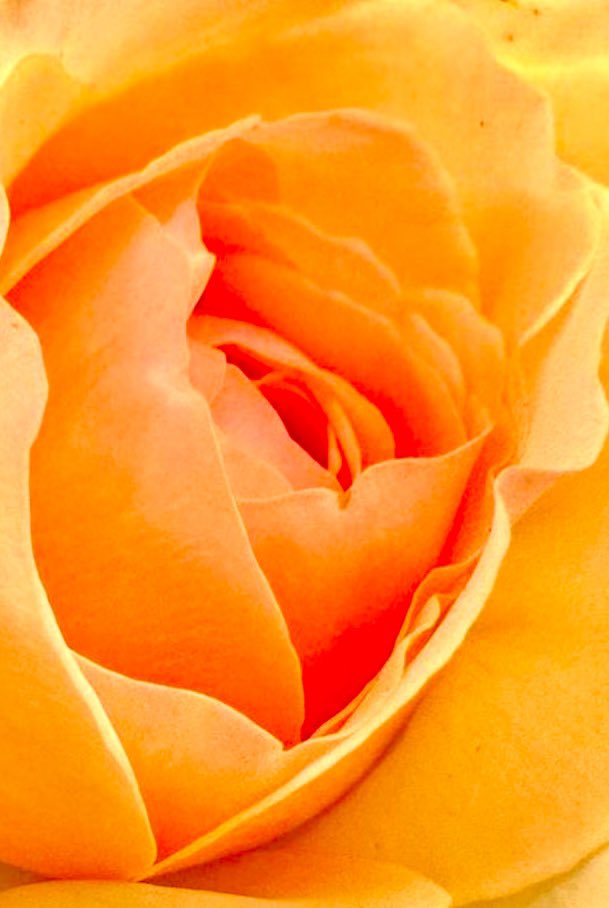 Tantan8325's tweet photo. That which we call a rose by any other name would smell as sweet.” - William Shakespeare https://t.co/3a21tLrrXh