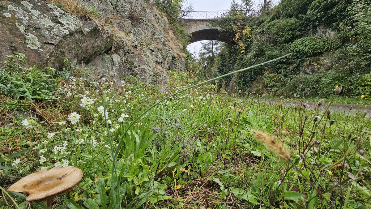 La Via Fluvia est passée en mode automne 🍁 ! Ici aux abords de Boulieu-lès-Annonay
ℹ️Les travaux pour réaliser la traversée d'Annonay vont bientôt être entrepris.
bit.ly/ViaFluviaArdec…