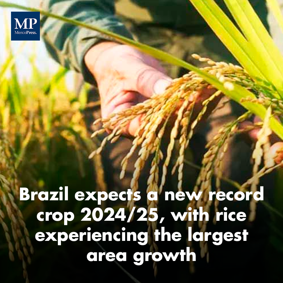 MercoPressNews's tweet image. The first estimate for the coming 2024/25 grains crop in #Brazil indicates a total production of some 322,47 million tons, according to #Conab, the country's national supply corporation.