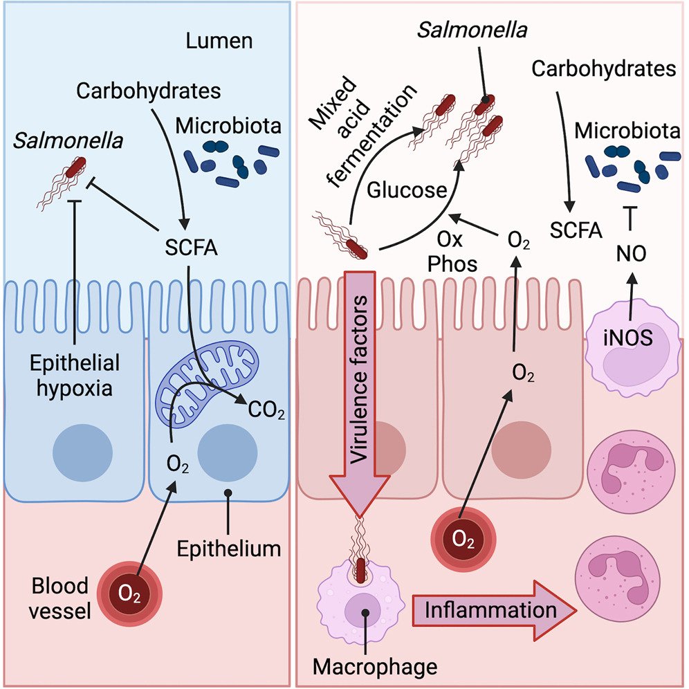 cellhostmicrobe's tweet photo. Salmonella breaks colonization resistance
Salmonella overcomes colonization resistance w/intact microbiota by disrupting epithelial hypoxia. Outgrowth fueled by catabolizing simple sugars via combo of aerobic respiration &amp; mixed acid fermentation
@abaumler
https://t.co/AFTxrqznJK https://t.co/eiPaB3tJSk