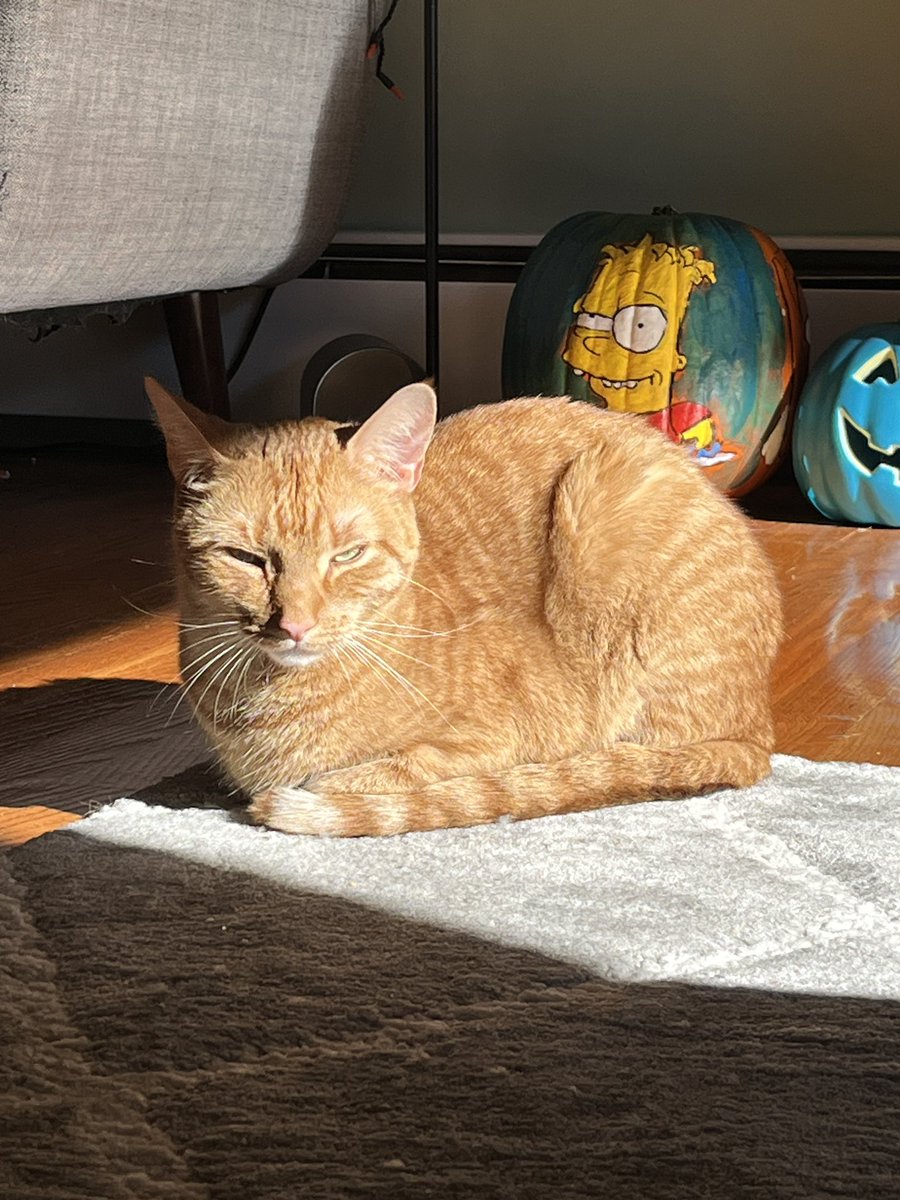 DarkTimelineBC's tweet photo. My babies relaxing in the sun, not fighting. I’m very proud right now https://t.co/abnGQJmewO