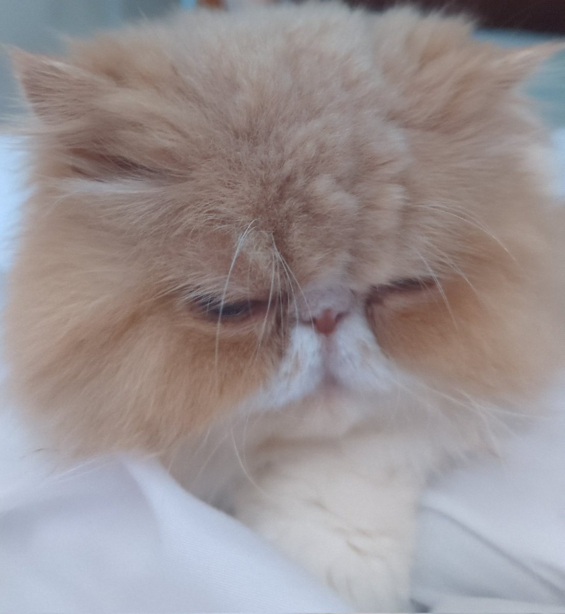 Thank you <a href="/Ldn_Ambulance/">London Ambulance Service</a> and <a href="/danielelkeles/">Daniel Elkeles</a> from a fellow East London cat #Defib #catconsultation