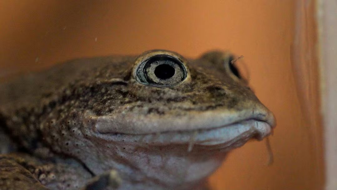 ARJourdan's tweet photo. Back from the brink of extinction, Chilean Loa water frogs begin journey home https://t.co/6zs4dJOAW2 @ReutersTV @AlexRamiroV https://t.co/O7SaxMFKIp