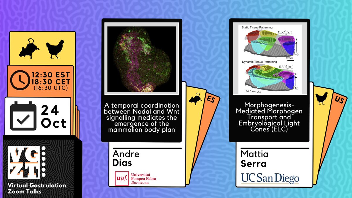 Virtual Gastrulation Zoom Talks (@vgzt2020_21) on Twitter photo Ready for the next VGZT episode?? 🌟
Mark your calendar and join us for two fascinating talks on signalling and morphogenesis with <a href="/_andre_Dias_/">André Dias</a> 🐭 and <a href="/Mattia__Serra/">Serra group @ UC San Diego</a> 🐥
🗓️ Oct 24, 12:30 EST / 18:30 CET / 16:30 UTC 🕥 Ready for the next VGZT episode?? 🌟
Mark your calendar and join us for two fascinating talks on signalling and morphogenesis with <a href="/_andre_Dias_/">André Dias</a> 🐭 and <a href="/Mattia__Serra/">Serra group @ UC San Diego</a> 🐥
🗓️ Oct 24, 12:30 EST / 18:30 CET / 16:30 UTC 🕥