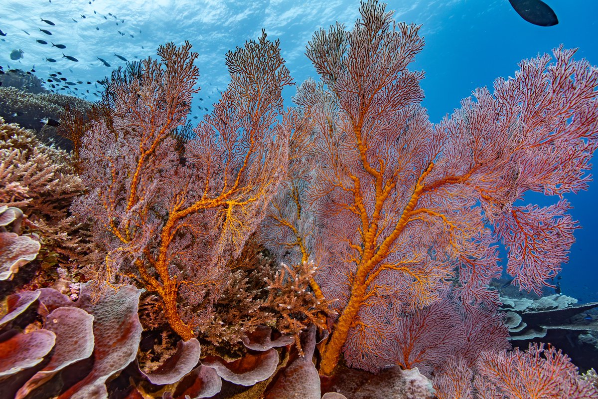 ‼️ To reach #30x30, 85 new marine protected areas must be created DAILY. With #COP16Colombia  approaching, a new study by <a href="/Dynamic_Planet/">Dynamic Planet</a> and Pristine Seas highlights the urgent action required for effective coastal marine conservation. researchsquare.com/article/rs-522…