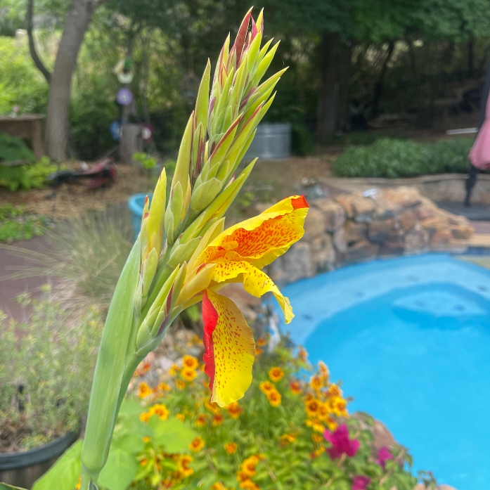 ClearCleanPool's tweet image. We get to see some truly exceptional sights when providing pool service!

#certifiedprofessionals
#excellentpoolcare
#poolmaintenance