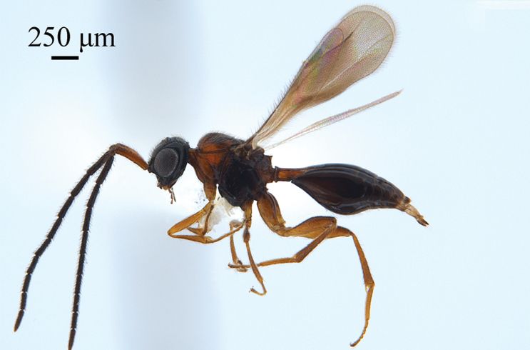 Three new species of parasitoid wasps are characterized and illustrated from China. See more about them here: doi.org/10.3897/jhr.97…

#wasps #taxonomy #Hymenoptera