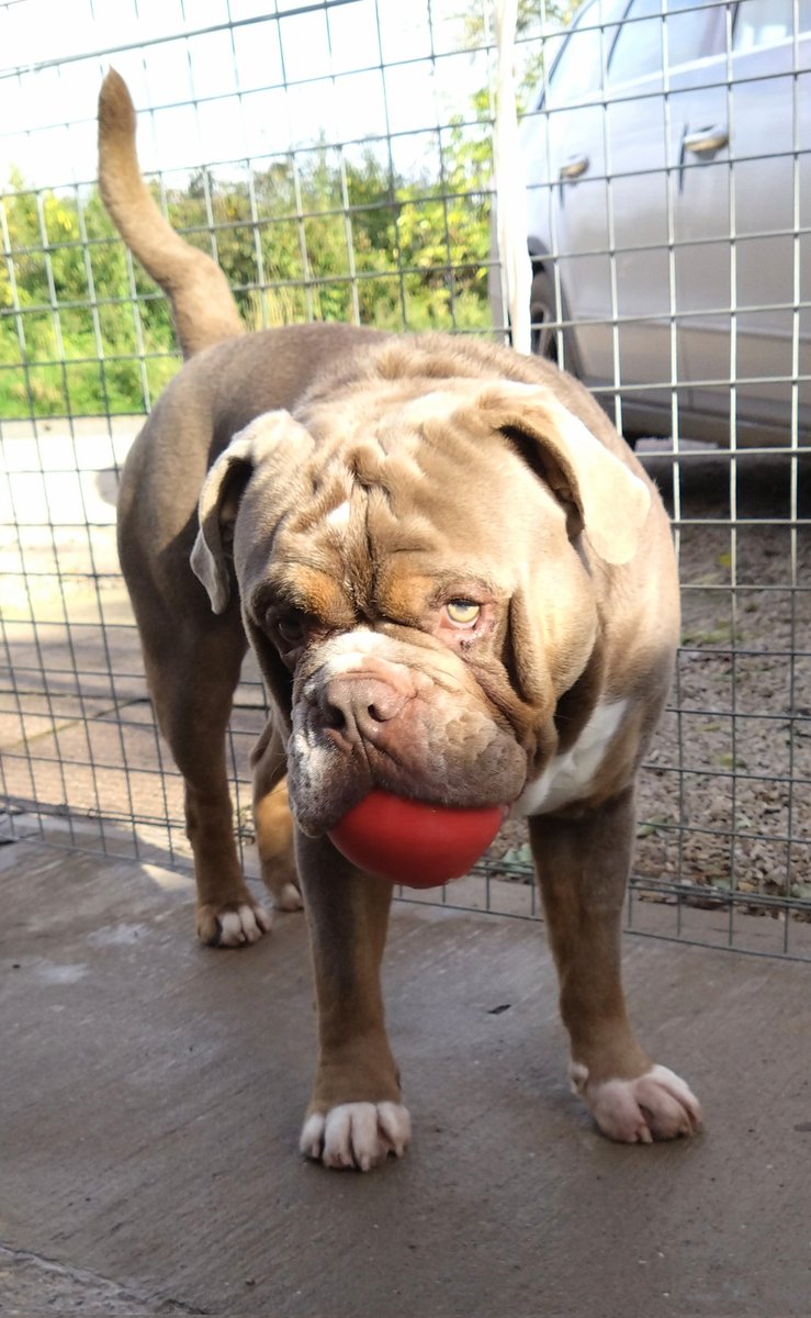 Rocky's recovering so well ❤️‍🩹