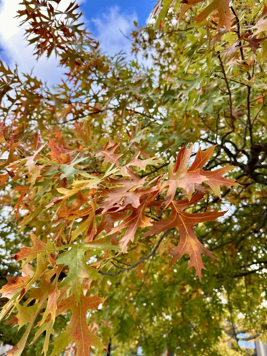 Fall is in full swing on campus! 🍂💛 

#SUNYOswego #LifeAtOswego