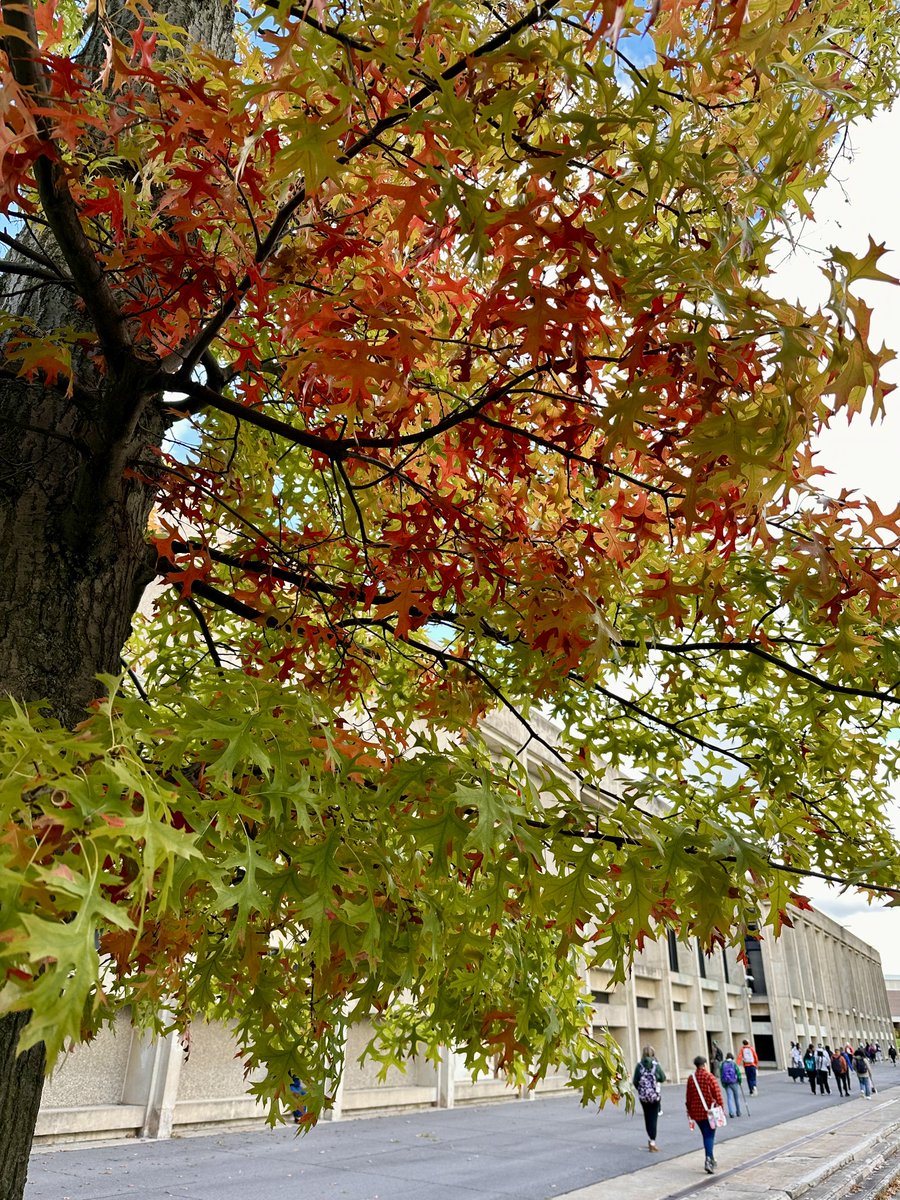 sunyoswego's tweet photo. Fall is in full swing on campus! 🍂💛 

#SUNYOswego #LifeAtOswego https://t.co/K9ZHDpb0Mk