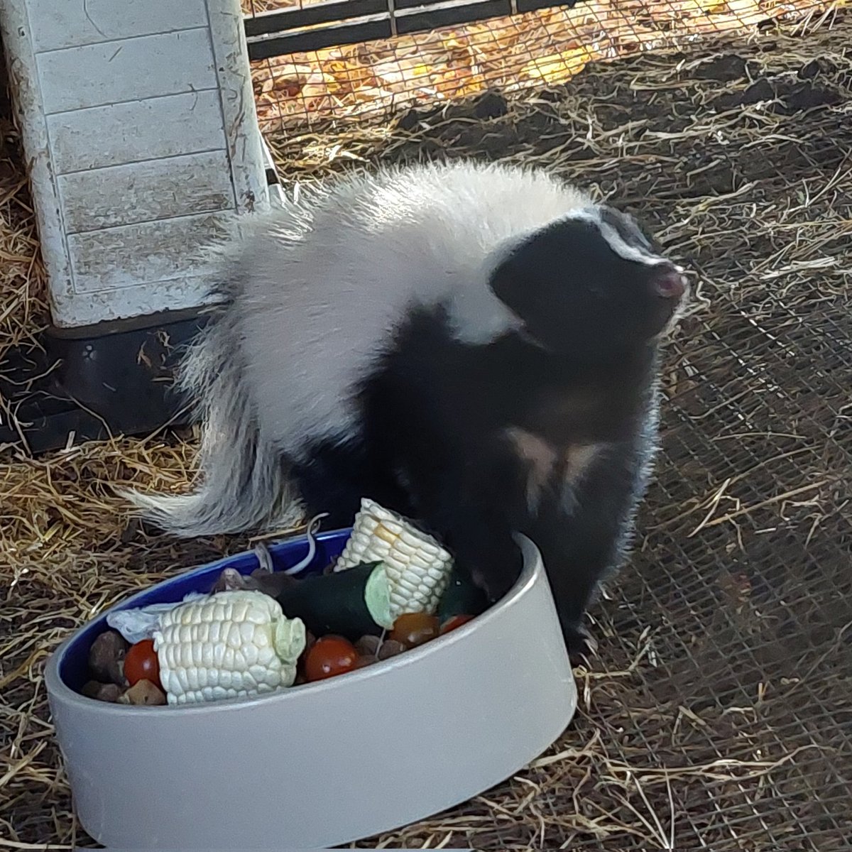 FourWands Wildlife tweet media