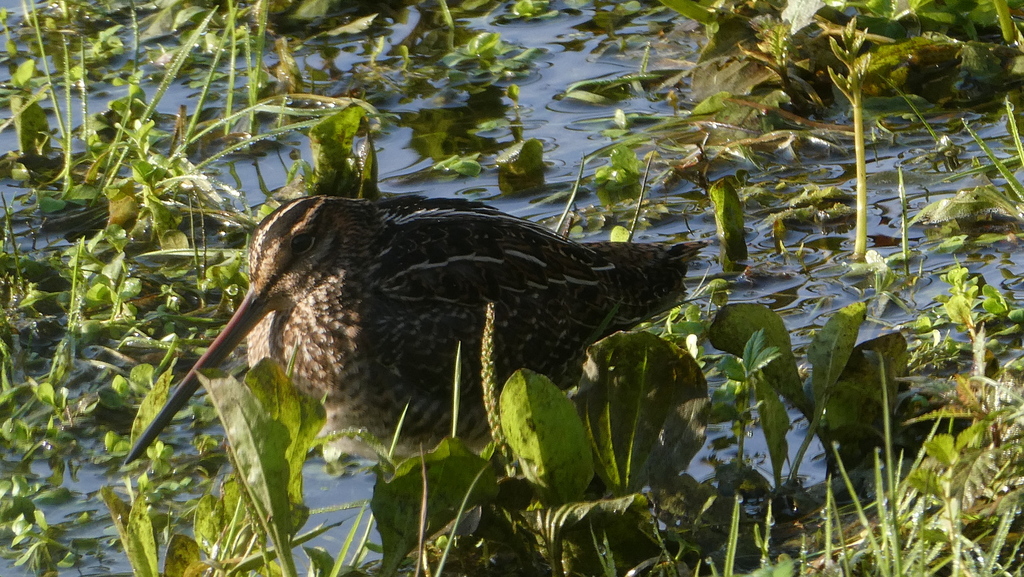 ducanada's tweet photo. For this week's #DUCMigrationTracker featured observation, we're sharing an excellent example of a Wilson’s snipe using #WetlandHabitat, observed by @inaturalist user: comox in Vancouver, #BritishColumbia. https://t.co/gV4R1WQp4V