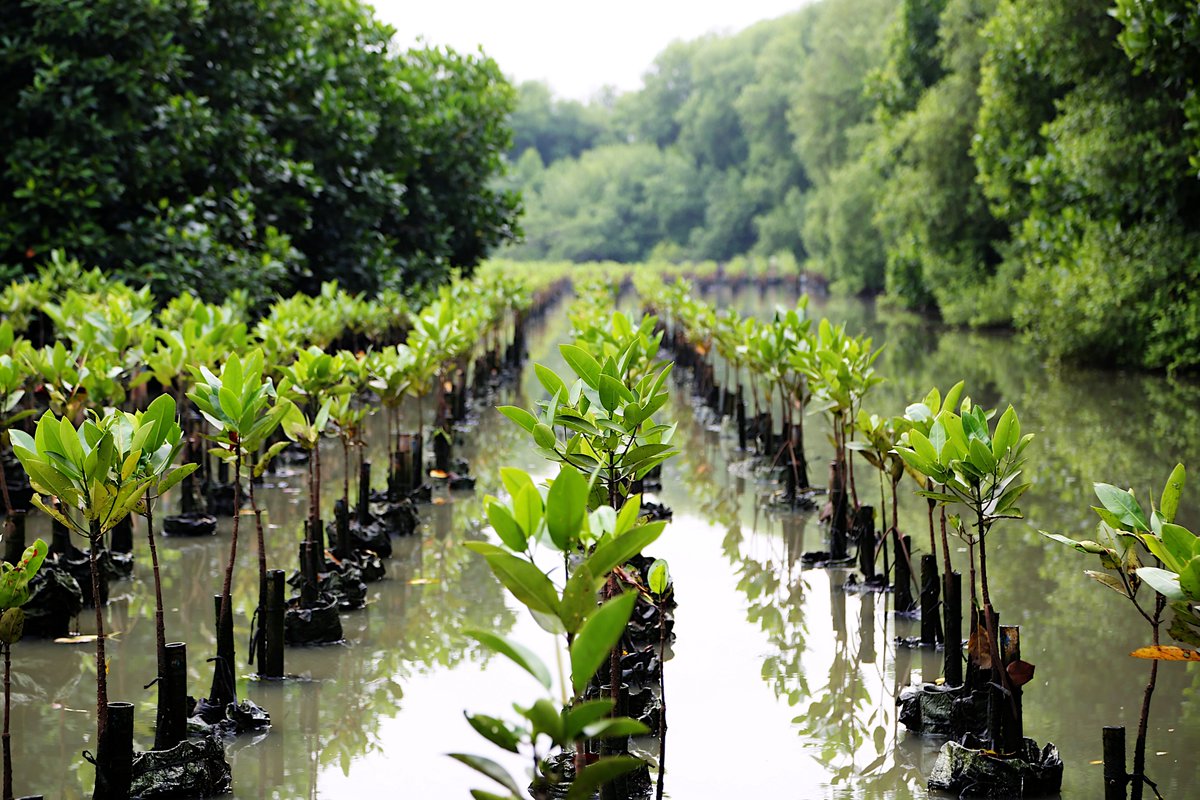 Nature-based Solutions provide multiple benefits.

Restoring ecosystems like mangroves and agroforestry can:
🪬Protect communities
🍲Boost #foodsecurity
💵Generate economic gains

Every $1 in ecosystem restoration can create up to $30 in benefits🤯

Countries like Sweden,