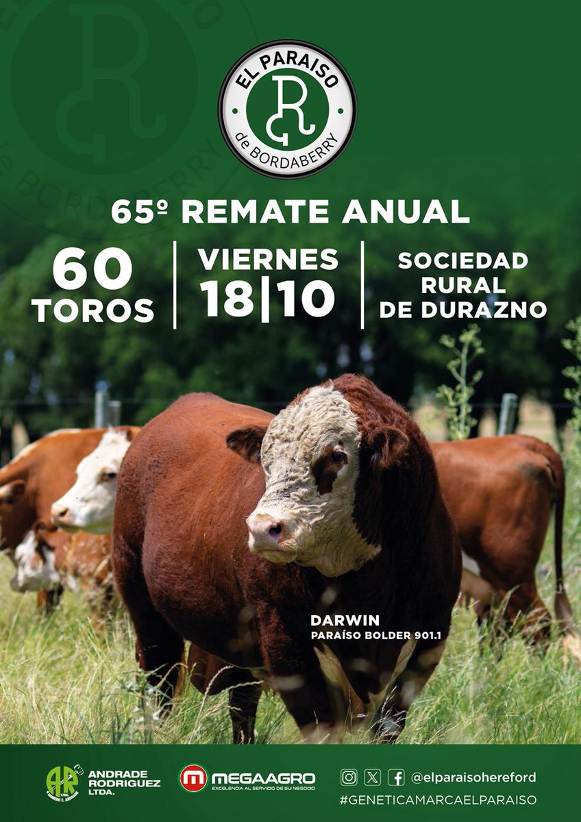 hereforduy's tweet photo. Mañana viernes 18/10
🧬El Paraíso - 65° Remate Anual
de Luis Ignacio Bordaberry
📍Soc. Rural de Durazno - Santa Bernardina, Durazno
👇Ver toda la información en:
https://t.co/ttGxWvEYxO
Remata:
@andraderod_ltda y  @MegaagroUy

Esta zafra, sumá el poder genético de la Raza Hereford

#HerefordUruguay #RemateAuspiciadoHereford2024