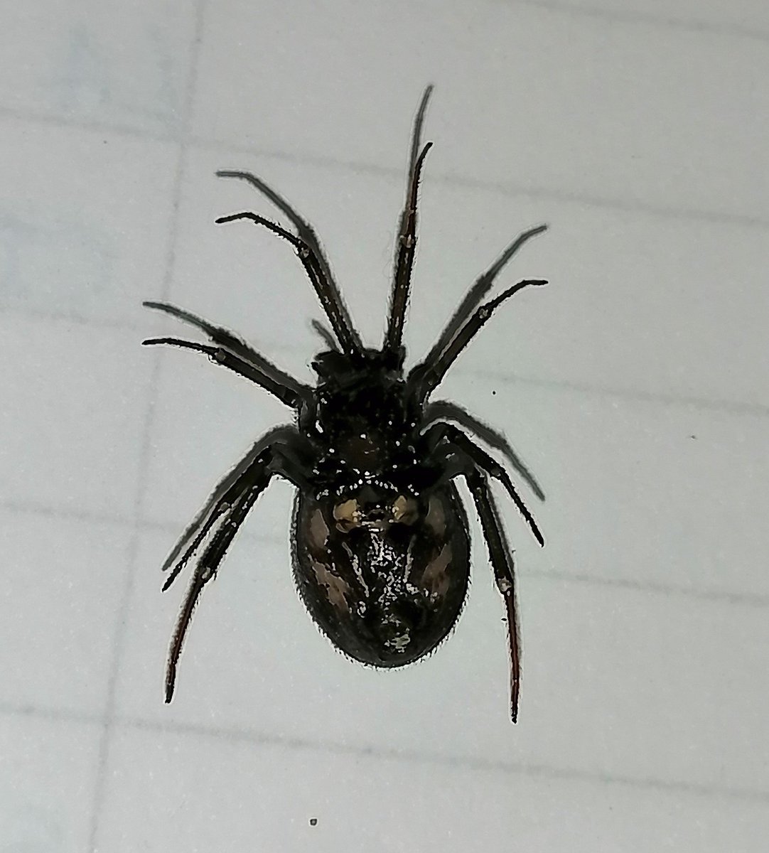 Gustavo08983804's tweet photo. @Arachno_Cosas necesito ayuda, ¿Esta araña es venenosa? https://t.co/x2Un9Y9Hfl