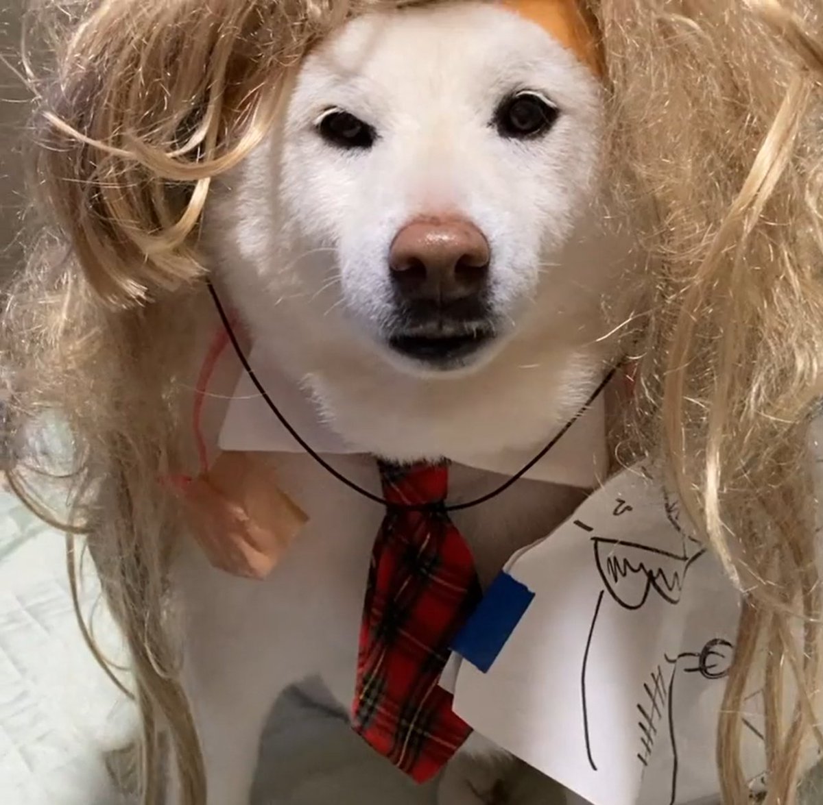 KotetsuERC20_'s tweet image. Kotetsu’s ready to close some serious deals with this new look! 💼🐕 

#BusinessShiba #CEOStyle