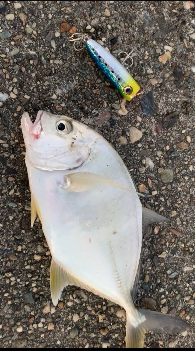 ZAKOTURI's tweet photo. 最近のメッキ釣果。
相変わらず四国の魚影は凄い…
そして異様にロウニン率が高いw
メテオーラ52いいルアーだなぁ
#小さなビッグゲーム
#メテオーラ52
#ポップクイーンF50 https://t.co/SoBMJilEnz