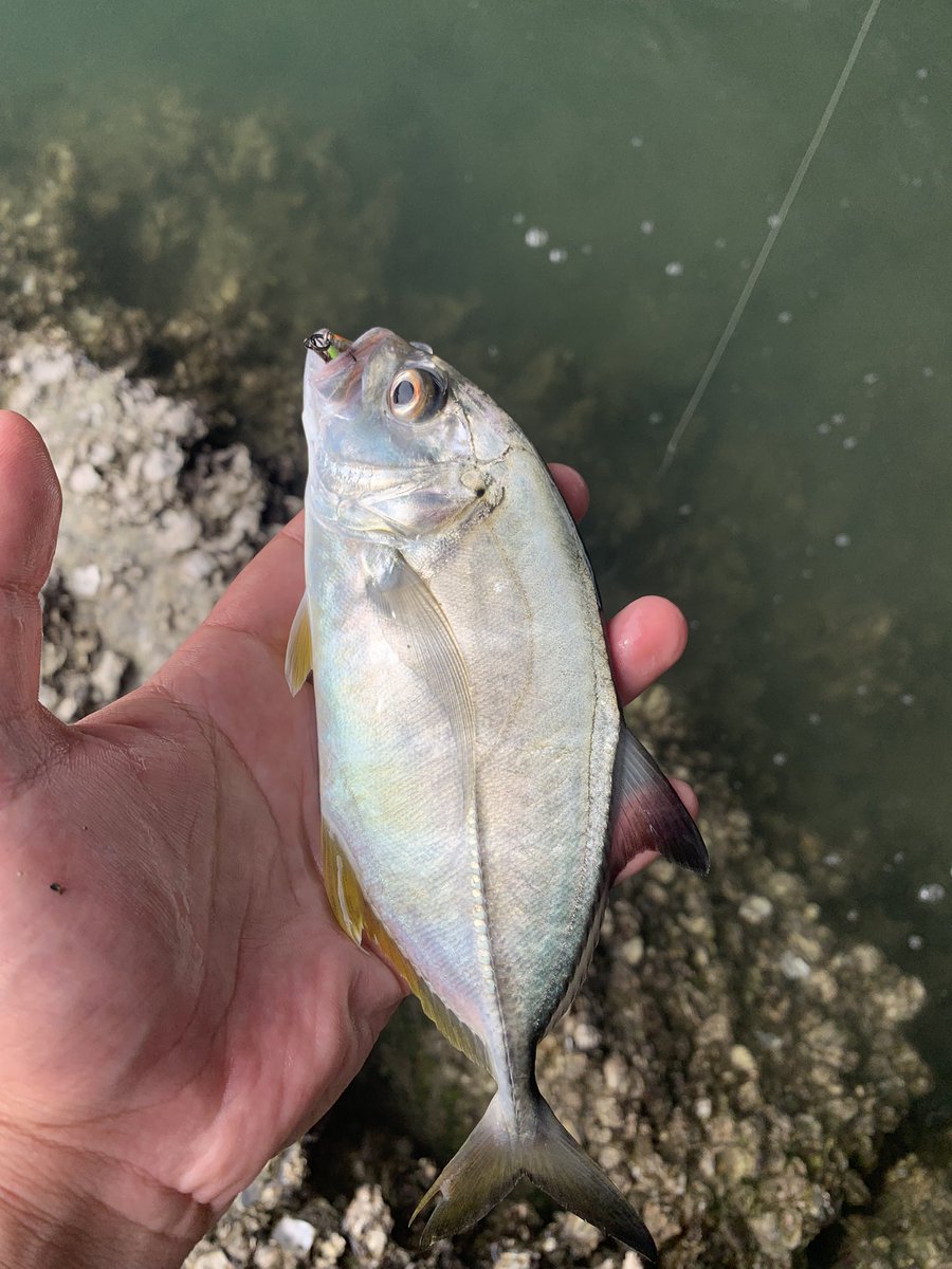 ZAKOTURI's tweet photo. 最近のメッキ釣果。
相変わらず四国の魚影は凄い…
そして異様にロウニン率が高いw
メテオーラ52いいルアーだなぁ
#小さなビッグゲーム
#メテオーラ52
#ポップクイーンF50 https://t.co/SoBMJilEnz
