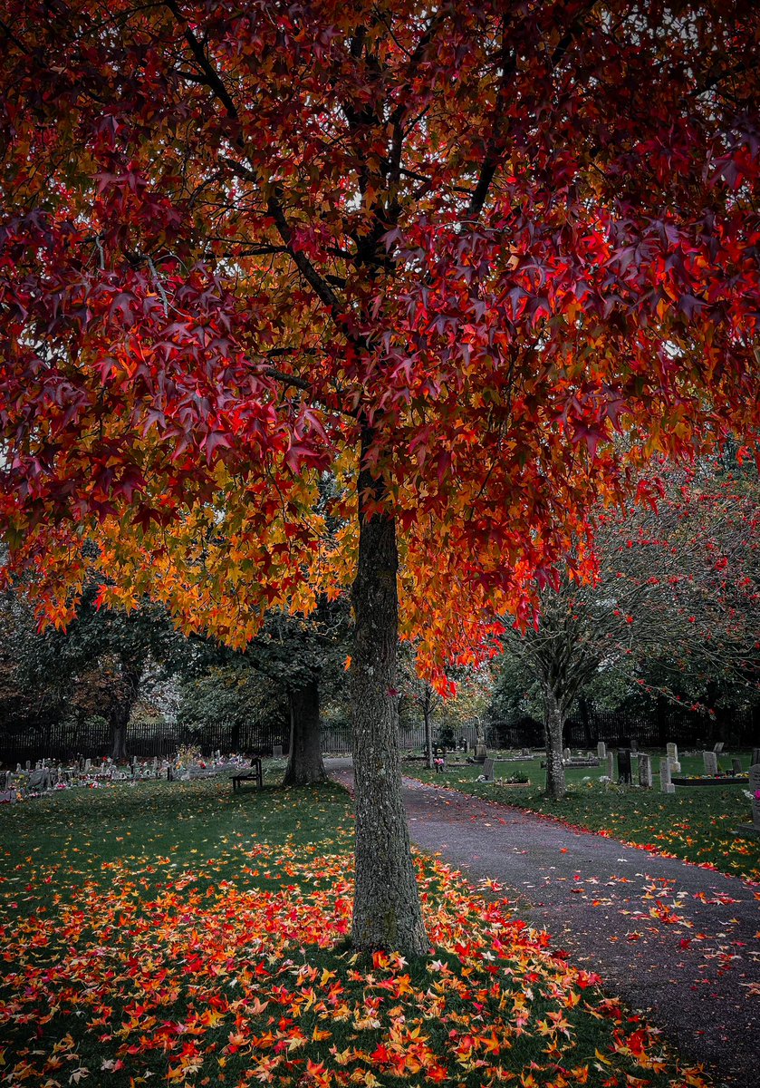 MojoPhotograph's tweet photo. 🍂🍁 Autumn colours 🍂🍁 #Autumn #FallSeason #October #AutumnLeaves https://t.co/JLNGR7Cfrc