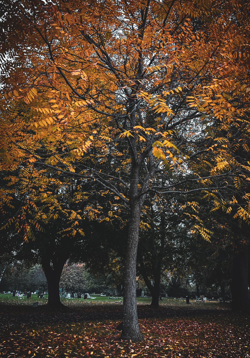 MojoPhotograph's tweet photo. 🍂🍁 Autumn colours 🍂🍁 #Autumn #FallSeason #October #AutumnLeaves https://t.co/JLNGR7Cfrc