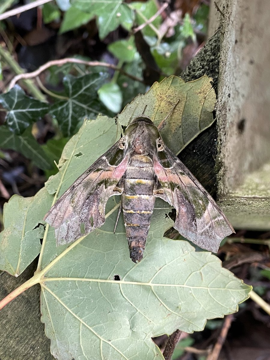 Jamie Partridge (@jarpartridge) on Twitter photo Jason Moule and the white cliffs scrub clearing team found this Oleander Hawk moth today whilst working in the South Foreland valley. It’s currently on the kissing gate at W3Words - mealtime.drooling.slices <a href="/MOTHIDUK/">UK Moth Identification</a> Jason Moule and the white cliffs scrub clearing team found this Oleander Hawk moth today whilst working in the South Foreland valley. It’s currently on the kissing gate at W3Words - mealtime.drooling.slices <a href="/MOTHIDUK/">UK Moth Identification</a>
