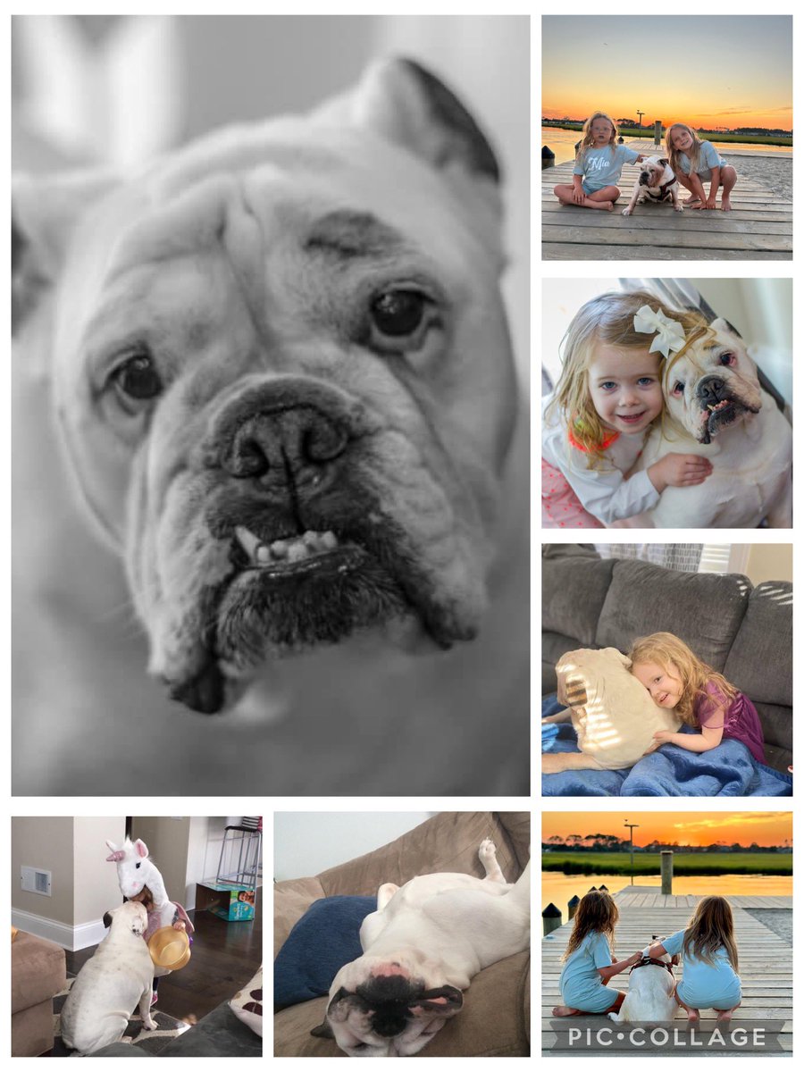 We had to send our Snooki girl over the rainbow bridge. Anyone who met her loved her. She was  our first baby, the best nap buddy, our vacuum that got all the dropped food, and our very best friend. She lived a long 15 years and we are so grateful  she was ours 🌈🐶❤️