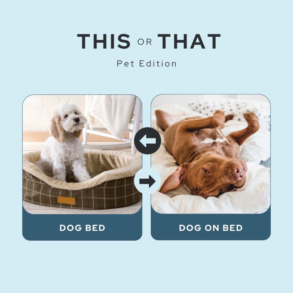 Psnmore's tweet photo. Provide your pup with a cozy retreat in their own dog bed or snuggle up together for sweet dreams with your furry friend on your bed – which sleeping arrangement do you prefer? 🛌🌙🐶

#DogBedVsDogOnBed #ThisOrThat https://t.co/uKVG8DtCOp