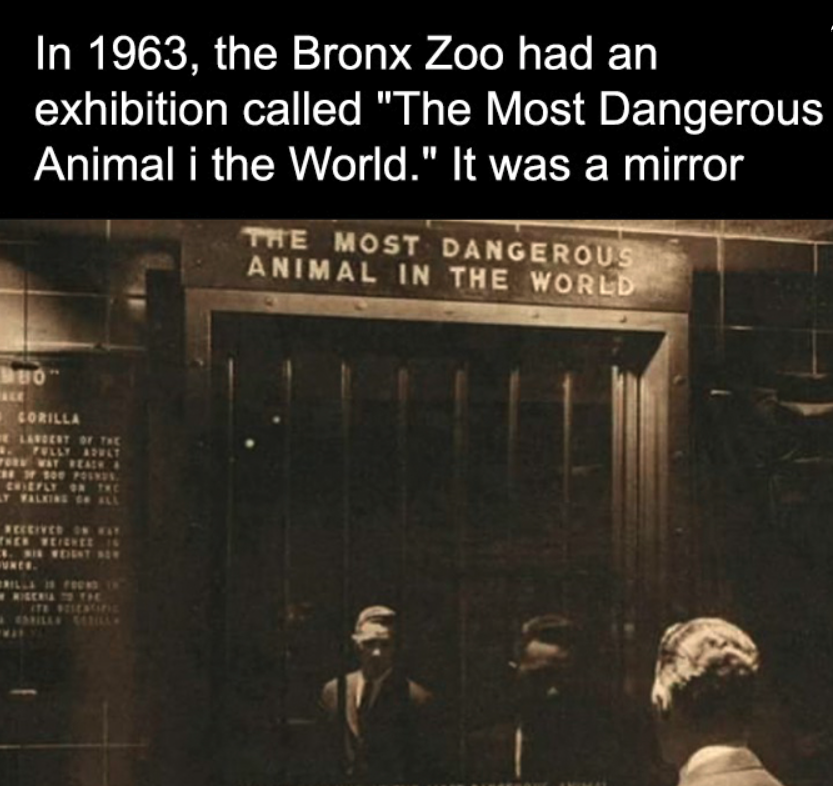 TCWTMedia's tweet image. 🐅🌿 Terrifying Thursday Fact! 🌿🐅
In 1963, the Bronx Zoo featured an exhibition titled "The Most Dangerous Animal in the World," and it showcased... humans! 😱  🌍👀

 #TerrifyingThursday