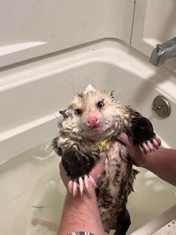 Possum_Daily tweet media