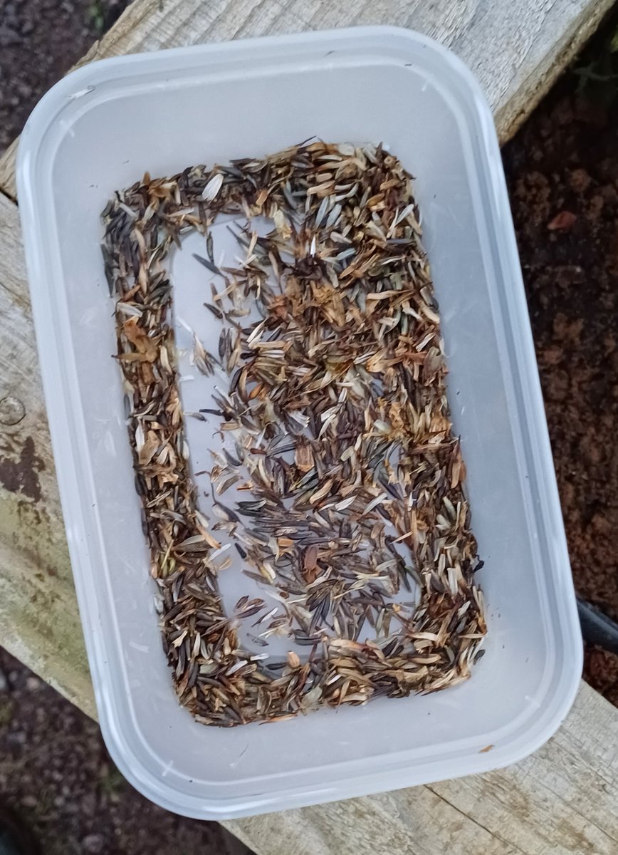 Roots for the Future CIC tweet media