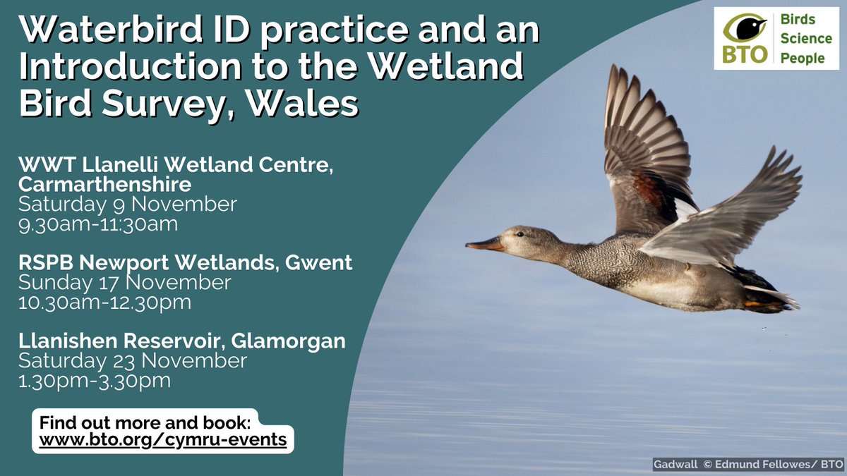 If you'd like to practise your waterbird identification in a supportive environment with others, join our experienced trainers for our sessions coming up in south Wales! 🦆👉bto.org/about-bto/nati…