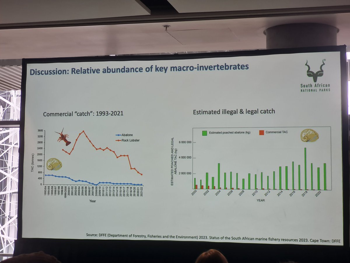 Sobering talk from Alison Kock <a href="/IMCC2024/">IMCC8</a> Why aren't rock #lobsters &amp; #abalone recovering in the No Take Zones in the Table Mountain National Park? Crashing overall stocks &amp; high illegal fishing. Effective enforcement &amp; stakeholder support are clearly key to MPA success #IMCC7 🦞