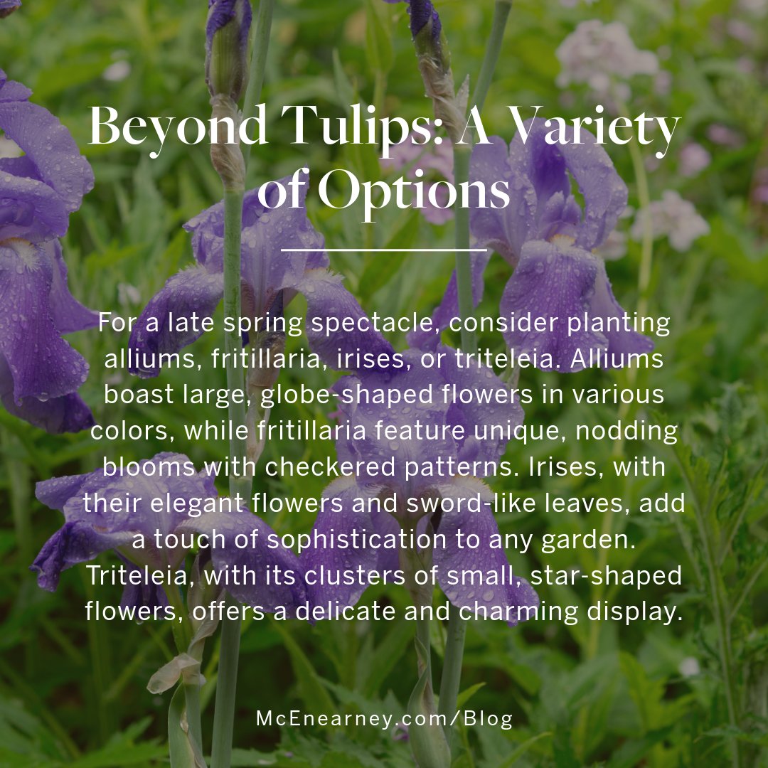 Planting a garden that blooms throughout the year takes a little planning, so here’s a little tip for spring blooms: you need to plant bulbs now! Here are some of our favorite bulbs to plant for your Spring garden!