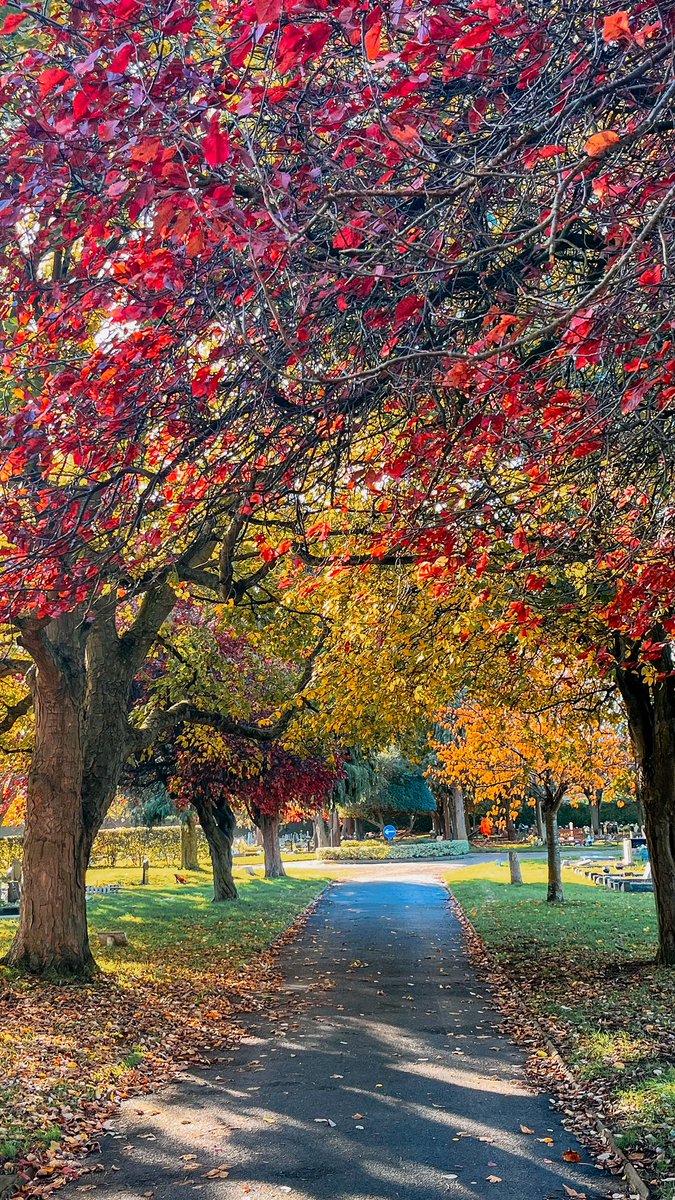 MojoPhotograph's tweet photo. 🍂 Embrace the beauty of the season! 🍁✨ #AutumnVibes #FallColors #NatureLovers #photographers https://t.co/uVIjTtXOmX
