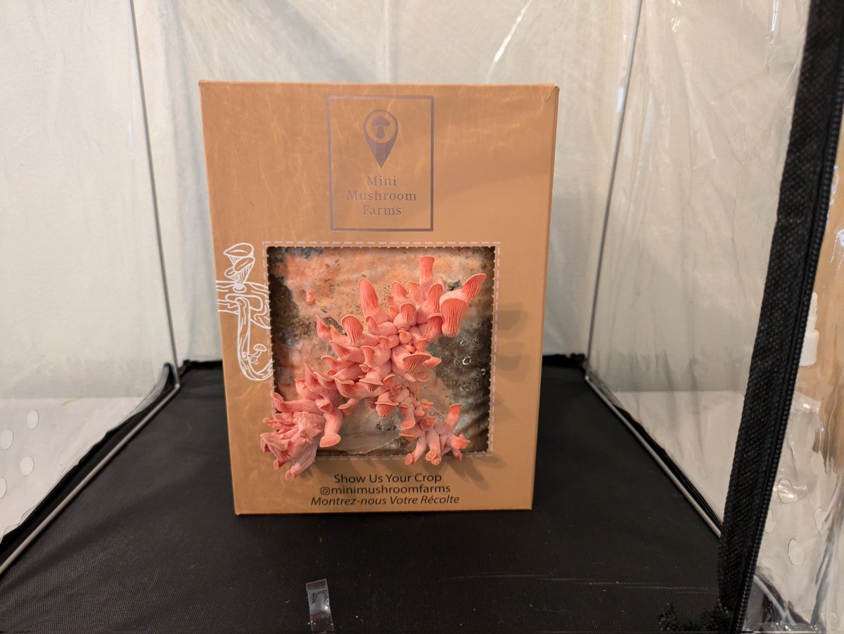 And sometimes I like to grow and eat my own mushrooms. Day 6 for my Pink Oysters. Looking good!😃